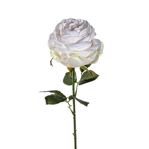 LEONARDO HOME Rose Poesia 67 cm beige 12er Set, Kunststoff von LEONARDO HOME