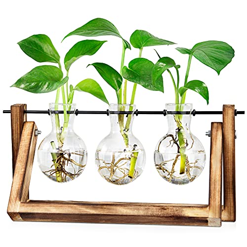 LESES Tisch Glasvasen, Luftpflanze Terrarium Zwiebel Glas Pflanzer mit Holz deko Propagationsstationen für Hydroponik Pflanzen Büro Hausgarten Dekor - 3 Zwiebel Vase von LESES