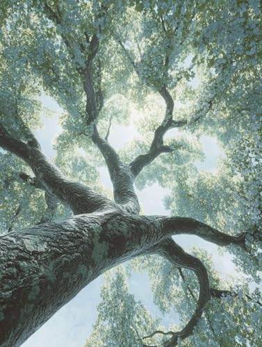 Landschaft Diamond Painting Erwachsene Kinder, Baum Diamant Painting Bilder Set, 5D Vollbohrer Kristall Stickerei Kreuzstich Basteln, Home Wand Deko Wohnzimmer, Geschenke für Frauen 50x70cm 7f-93P Landschaft Diamond Painting Erwachsene Kinder, Baum Diamant Painting Bilder Set, 5D Vollbohrer Kristall Stickerei Kreuzstich Basteln, Home Wand Deko Wohnzimmer, Geschenke für Frauen 50x70cm 7f-93P von LEYAUPGO