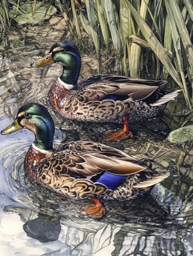 Tier Diamond Painting Ente Diamond Painting Erwachsene Kinder DIY 5D Vollbohrer Mosaikherstellung Stickerei Kreuzstich Diamanten Malerei Bilder Set für Zimmer Deko Wohnzimmer Geschenke 30x40cm l7-53T Tier Diamond Painting Ente Diamond Painting Erwachsene Kinder DIY 5D Vollbohrer Mosaikherstellung Stickerei Kreuzstich Diamanten Malerei Bilder Set für Zimmer Deko Wohnzimmer Geschenke 30x40cm l7-53T von LEYAUPGO