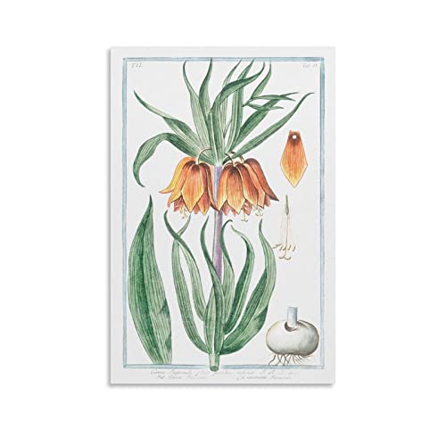 Kunstposter Corona Imperialis, detaillierte Erklärung von Blumen und Pflanzen, Wandkunst, Malerei, Leinwand, Geschenk, Wohnzimmer, Schlafzimmer, Dekoration, Poster, Kunstwerke, 20 x 30 cm von LIANGFANG