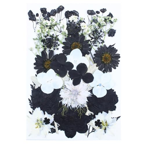 LICHENGTAI Echte Blumen Exemplare, Schwarz und Weiß Getrocknete Gepresste Blumen Set Natürliche Getrocknete Blumen Kit Trockenblumen für Kunst Scrapbooking Handwerk Karten Machen LICHENGTAI Echte Blumen Exemplare, Schwarz und Weiß Getrocknete Gepresste Blumen Set Natürliche Getrocknete Blumen Kit Trockenblumen für Kunst Scrapbooking Handwerk Karten Machen von LICHENGTAI
