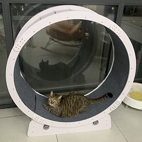 Schwerlast-Katzenübungsrad Decke, Laufband für Katzen Weiß Klein Mittel Groß Spielzeug / Kratzbrett für Katzen Leise, mit Tapp von LIJBN