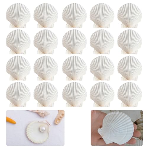 LINGJIA Muscheln zum Basteln, Muscheln Deko, Weiße Jakobsmuschel, Weiße Muschelschalen, Muscheldekorationen, Handwerk, Große Weiße Muscheln, Bemalte Muscheln, Muschelwindspiele (6-8cm) von LINGJIA