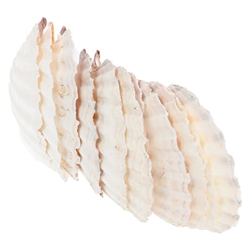 LIOOBO 10 Stück Aquarium Dekoration Natürliche Muschel Dekoration Muschelplatte Muscheln Ornament DIY Bastelarbeiten Muscheln Jakobsmuschel Ornament Muscheln Dekorationen LIOOBO 10 Stück Aquarium Dekoration Natürliche Muschel Dekoration Muschelplatte Muscheln Ornament DIY Bastelarbeiten Muscheln Jakobsmuschel Ornament Muscheln Dekorationen von LIOOBO