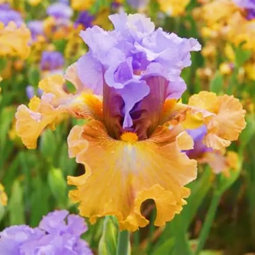 (LIUGCD) Iris/schwertlilien winterhart Mehrere Köpfe, doppelte Blütenblätter, im Topf, kältebeständig, mehrjährig- leicht zu züchten von LIUGCD