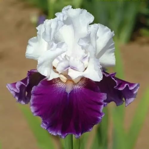 (LIUGCD) Iris/schwertlilien winterhart Mehrere Köpfe, doppelte Blütenblätter, im Topf, kältebeständig, mehrjährig- leicht zu züchten von LIUGCD