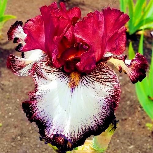 (LIUGCD) Iris winterhart/schwertlilien kaufen - Mehrere Köpfe, doppelte Blütenblätter, kältebeständig, mehrjährig- leicht zu züchten von LIUGCD