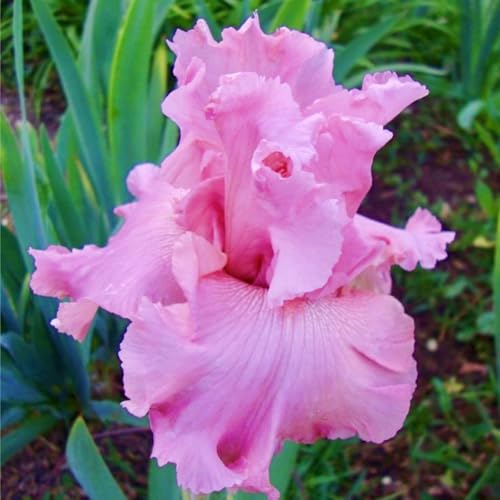 (LIUGCD) Iris winterhart/schwertlilien kaufen - Mehrere Köpfe, doppelte Blütenblätter, kältebeständig, mehrjährig- leicht zu züchten von LIUGCD