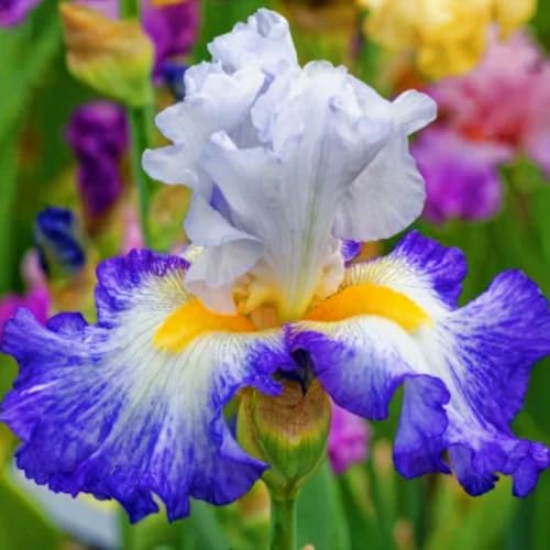 (LIUGCD) Schwertlilien/Iris kaufen - Mehrere Köpfe, doppelte Blütenblätter, kältebeständig, mehrjährig- leicht zu züchten von LIUGCD