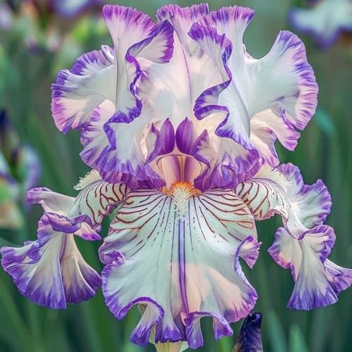 (LIUGCD) Schwertlilien/Iris winterhart - Mehrere Köpfe, doppelte Blütenblätter, kältebeständig, mehrjährig- leicht zu züchten von LIUGCD