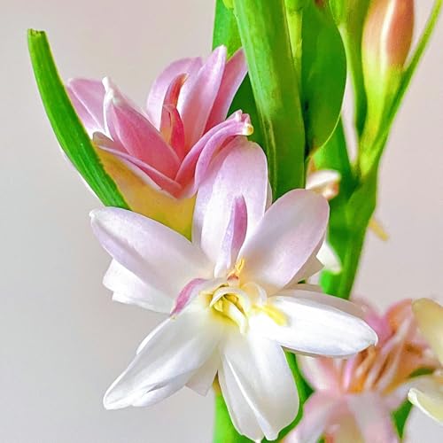 (LIUGCD) Tuberose kaufen - Mehrere Köpfe, doppelte Blütenblätter, im Topf, kältebeständig, mehrjährig- leicht zu züchten von LIUGCD