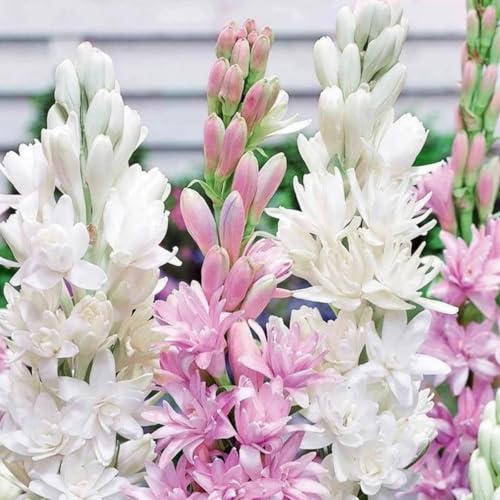 (LIUGCD) Tuberose kaufen - Mehrere Köpfe, doppelte Blütenblätter, im Topf, kältebeständig, mehrjährig- leicht zu züchten von LIUGCD