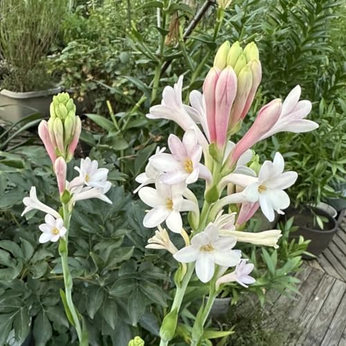(LIUGCD) Tuberose kaufen - Mehrere Köpfe, doppelte Blütenblätter, im Topf, kältebeständig, mehrjährig- leicht zu züchten von LIUGCD