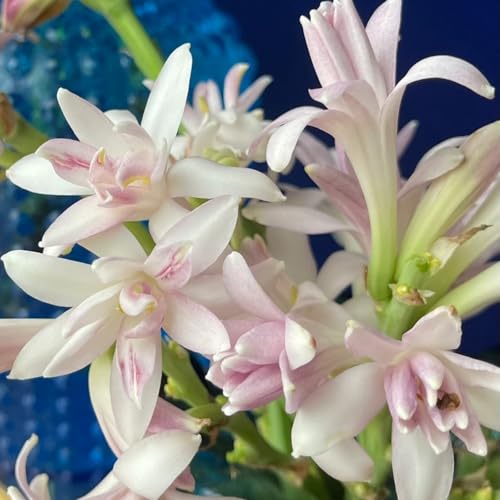 (LIUGCD) Tuberose kaufen - Mehrere Köpfe, doppelte Blütenblätter, im Topf, kältebeständig, mehrjährig- leicht zu züchten von LIUGCD