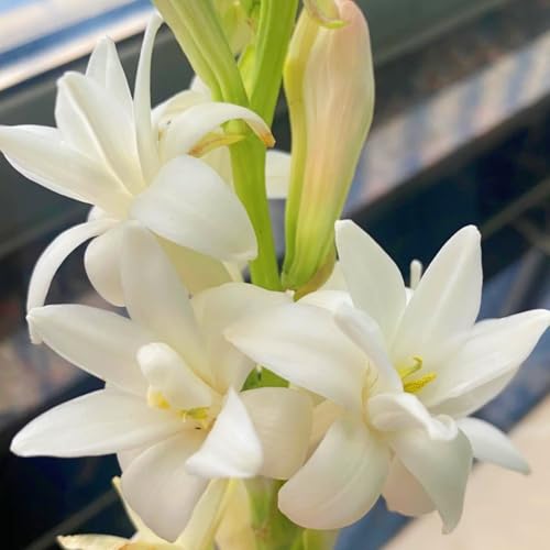 (LIUGCD) Tuberose kaufen - Mehrere Köpfe, doppelte Blütenblätter, im Topf, starker Duft, kältebeständig, mehrjährig- leicht zu züchten von LIUGCD