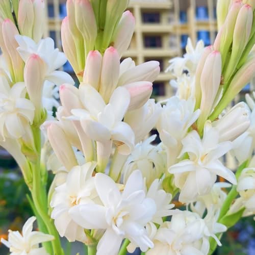 (LIUGCD) Tuberose kaufen - Mehrere Köpfe, doppelte Blütenblätter, im Topf, starker Duft, kältebeständig, mehrjährig- leicht zu züchten von LIUGCD