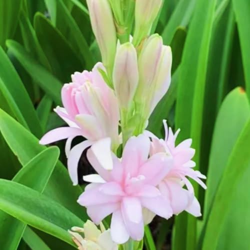 (LIUGCD) Tuberose kaufen - Mehrere Köpfe, doppelte Blütenblätter, im Topf, starker Duft, kältebeständig, mehrjährig- leicht zu züchten von LIUGCD