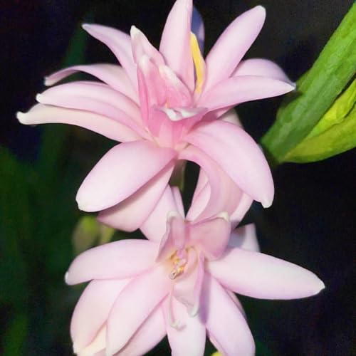 (LIUGCD) Tuberose kaufen - Mehrere Köpfe, doppelte Blütenblätter, im Topf, starker Duft, kältebeständig, mehrjährig- leicht zu züchten von LIUGCD