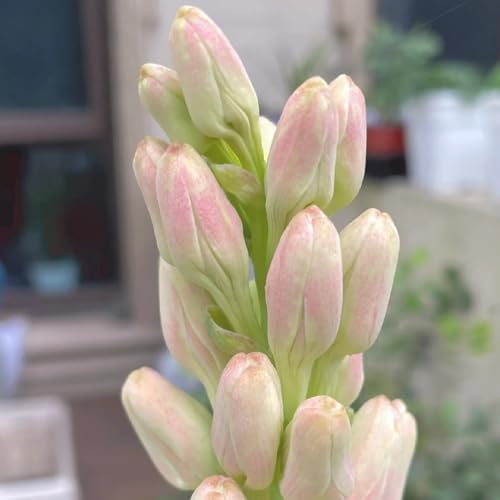 (LIUGCD) Tuberose winterhart - Frostfeste Sorten für Garten & Balkon von LIUGCD
