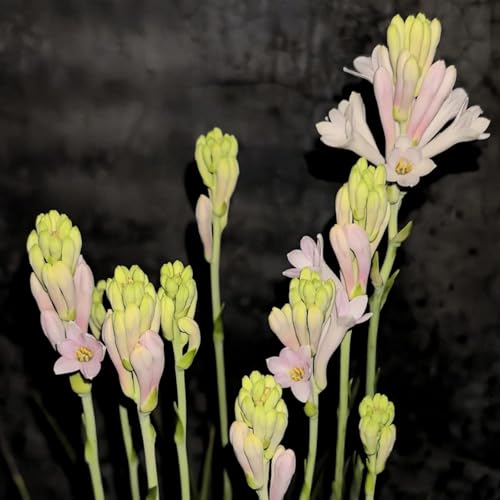 (LIUGCD) Tuberose winterhart - Mehrere Köpfe, doppelte Blütenblätter, im Topf, starker Duft, kältebeständig, mehrjährig- leicht zu züchten von LIUGCD