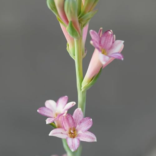 (LIUGCD) Tuberose winterhart - Mehrere Köpfe, doppelte Blütenblätter, im Topf, starker Duft, kältebeständig, mehrjährig- leicht zu züchten von LIUGCD