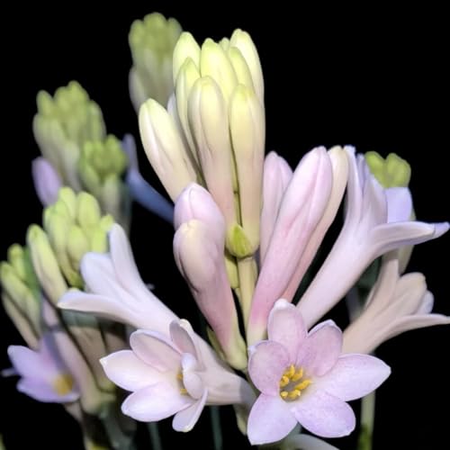 (LIUGCD) Tuberose winterhart - Mehrere Köpfe, doppelte Blütenblätter, im Topf, starker Duft, kältebeständig, mehrjährig- leicht zu züchten von LIUGCD