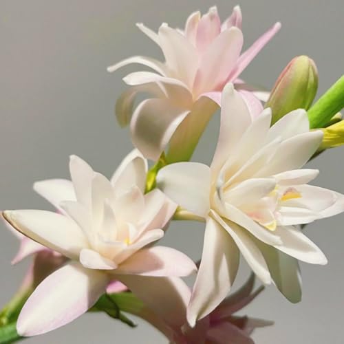 (LIUGCD) Tuberose winterhart kaufen - Mehrere Köpfe, doppelte Blütenblätter, im Topf, kältebeständig, mehrjährig- leicht zu züchten von LIUGCD