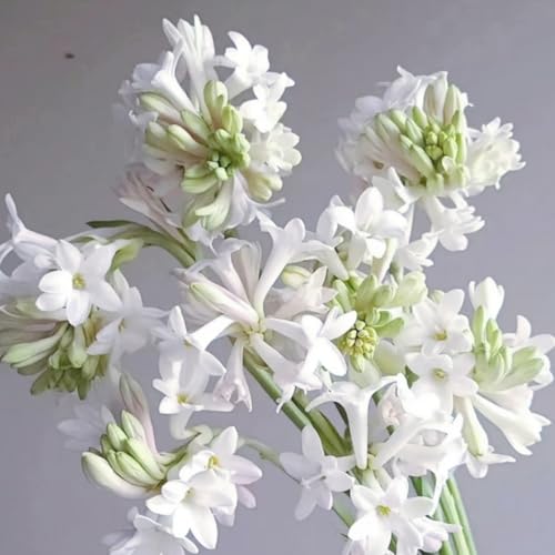 (LIUGCD) Tuberose winterhart kaufen - Mehrere Köpfe, doppelte Blütenblätter, im Topf, kältebeständig, mehrjährig- leicht zu züchten von LIUGCD