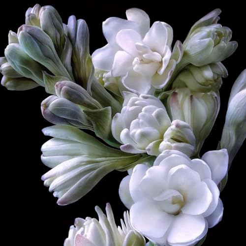 (LIUGCD) Tuberose winterhart kaufen - Mehrere Köpfe, doppelte Blütenblätter, im Topf, kältebeständig, mehrjährig- leicht zu züchten von LIUGCD
