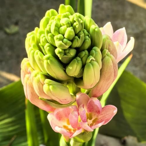 (LIUGCD) Tuberose winterhart kaufen - Mehrere Köpfe, doppelte Blütenblätter, im Topf, starker Duft, kältebeständig, mehrjährig- leicht zu züchten von LIUGCD