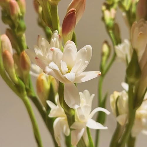 (LIUGCD) Tuberose winterhart kaufen - Mehrere Köpfe, doppelte Blütenblätter, kältebeständig, mehrjährig- leicht zu züchten von LIUGCD