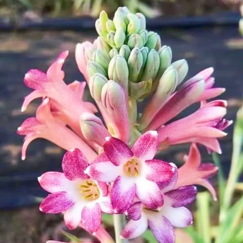 (LIUGCD) Tuberose winterhart kaufen - Mehrere Köpfe, doppelte Blütenblätter, kältebeständig, mehrjährig- leicht zu züchten von LIUGCD