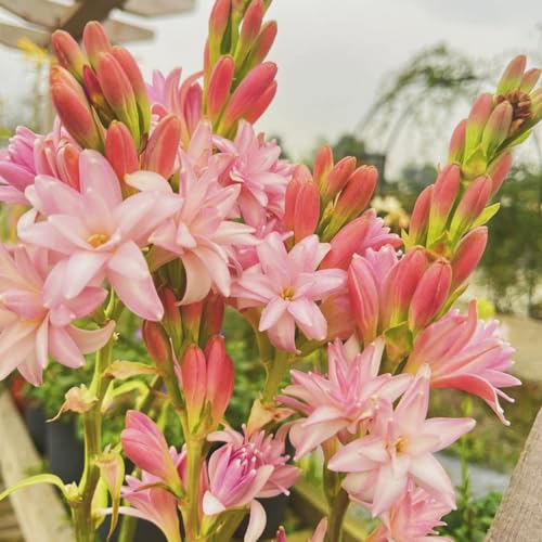 (LIUGCD) Tuberose winterhart kaufen - Mehrere Köpfe, doppelte Blütenblätter, kältebeständig, mehrjährig- leicht zu züchten von LIUGCD