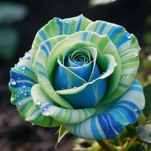 LIUGCD Rosenpflanzen/Strauchrosen - Lebendige Blüten von Frühling bis Herbst-A-3 Rosen Rhizome von LIUGCD