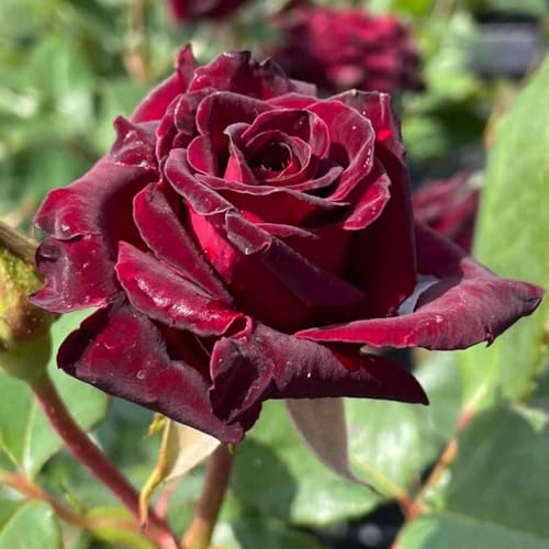 LIUGCD Rosenpflanzen/Strauchrosen - Lebendige Blüten von Frühling bis Herbst-E-3 Rosen Rhizome von LIUGCD