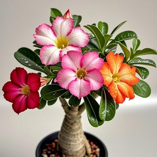 Wüstenrose rhizome - Adenium obesum - Adenium arabicum - Frostfeste Sorten für Garten & Balkon-A-5 Rhizome Wüstenrose rhizome - Adenium obesum - Adenium arabicum - Frostfeste Sorten für Garten & Balkon-A-5 Rhizome von LIUGCD