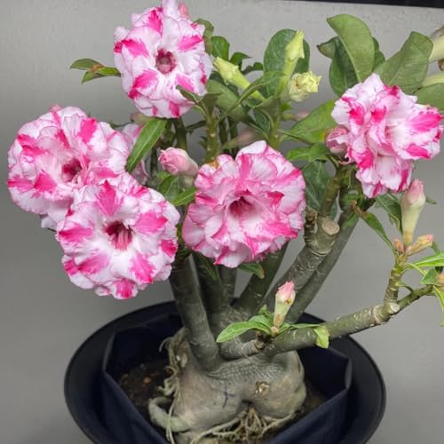 Wüstenrose rhizome - Adenium obesum - Adenium arabicum - Frostfeste Sorten für Garten & Balkon-B-3 Rhizome Wüstenrose rhizome - Adenium obesum - Adenium arabicum - Frostfeste Sorten für Garten & Balkon-B-3 Rhizome von LIUGCD