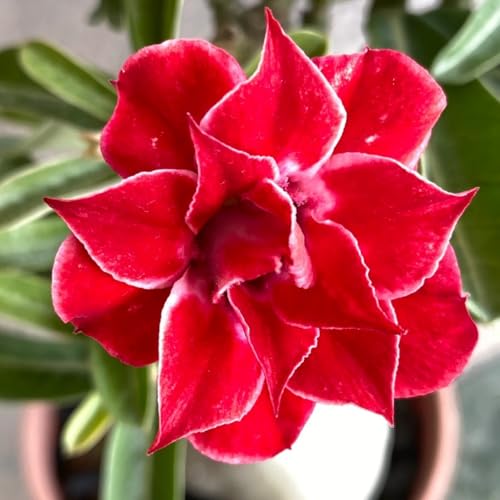 Wüstenrose rhizome - Adenium obesum - Adenium arabicum - Frostfeste Sorten für Garten & Balkon-C-1 Rhizome Wüstenrose rhizome - Adenium obesum - Adenium arabicum - Frostfeste Sorten für Garten & Balkon-C-1 Rhizome von LIUGCD