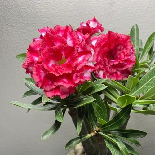 Wüstenrose rhizome - Adenium obesum - Adenium arabicum - Frostfeste Sorten für Garten & Balkon-D-1 Rhizome Wüstenrose rhizome - Adenium obesum - Adenium arabicum - Frostfeste Sorten für Garten & Balkon-D-1 Rhizome von LIUGCD