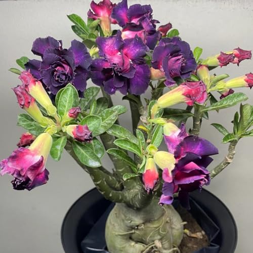 Wüstenrose rhizome - Adenium obesum - Adenium arabicum - Frostfeste Sorten für Garten & Balkon-E-1 Rhizome Wüstenrose rhizome - Adenium obesum - Adenium arabicum - Frostfeste Sorten für Garten & Balkon-E-1 Rhizome von LIUGCD