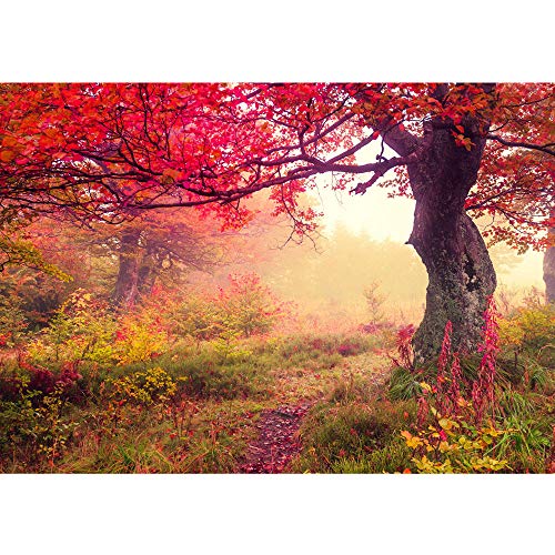Fototapete 350x245 cm - ALLE TOPSELLER auf einen Blick ! Vlies PREMIUM PLUS - THE BEAUTIFUL TREE - Wald Bäume Herbst - no. 258 von LIWWING