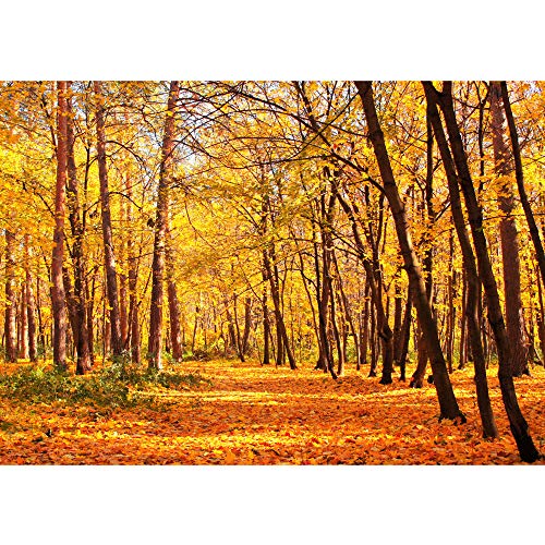Fototapete Wald - ALLE WALDMOTIVE auf einen Blick ! Vlies PREMIUM PLUS - 350x245 cm - AUTUMN FOREST - Natur Herbstblätter Wald Bäume Baum Forest Herbst - no. 084 von LIWWING