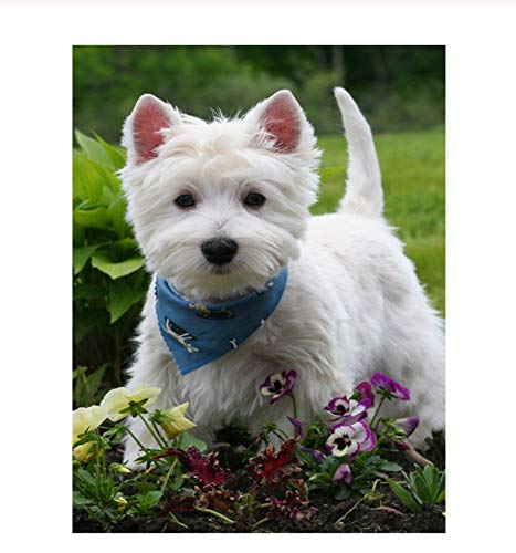 LIXANG DIY 5D Diamond Painting Kit Für Erwachsene, Westie Hund Kristallstickerei Kreuzstich Handwerk Leinwand Wanddekoration 40x50cm von LIXANG