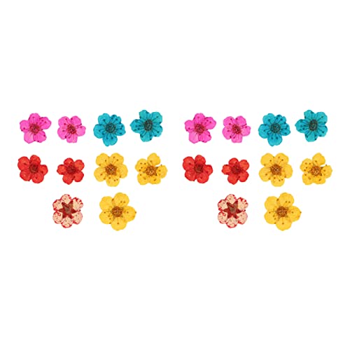 Getrocknete Blume gemischte Farbe Romantische volle Form Bio -Weichdekorationen Home Wedding Party Party Getrocknete Blume gemischte Farbe Romantische volle Form Bio -Weichdekorationen Home Wedding Party Party von LIYJTK