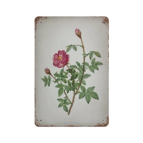 LLLDHGCBSS Metall-Blechschild "Blooming Moss Rose", Vintage-Kunstposter, Retro, Eisenmalerei, Wanddekoration, Kunst, Geschenk, Outdoor, Café, Bar, Garage, Bauernhof, Dekoration, 30,5 x 20,3 cm LLLDHGCBSS Metall-Blechschild "Blooming Moss Rose", Vintage-Kunstposter, Retro, Eisenmalerei, Wanddekoration, Kunst, Geschenk, Outdoor, Café, Bar, Garage, Bauernhof, Dekoration, 30,5 x 20,3 cm von LLLDHGCBSS