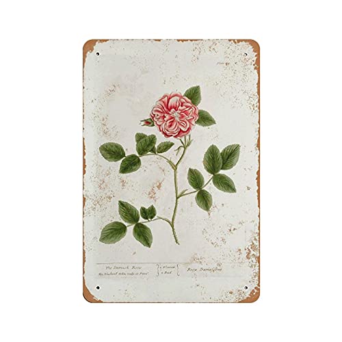 LLLDHGCBSS Metall-Blechschild Rose Botanik Platte Vintage Kunst Poster Retro Eisenmalerei Wanddekoration Kunst Geschenk Outdoor Cafe Bar Garage Bauernhof Dekoration 30,5 x 20,3 cm von LLLDHGCBSS