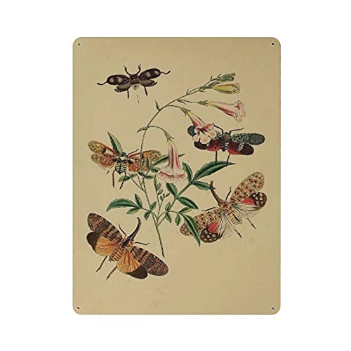 LLLDHGCBSS Metall-Blechschild Schmetterling Vintage Pädagogisches Poster Vintage Blechposter Metallschild Wanddekoration Land Küche Haus Garage Dekor 40,6 x 30,5 cm von LLLDHGCBSS