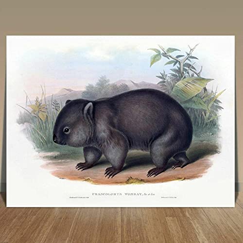 Wandbild 50 x 70 cm Rahmenlos John Goulds Tier Vogel Illustration Wombat Malerei Leinwand Wandbild Bild Wohnzimmer Dekor von LLYSJ
