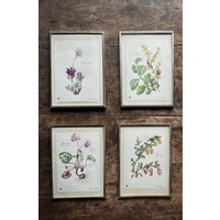 Alter Bilderrahmen Fotorahmen Original Vintage Druck Lithographie Pflanzen Verzierung Shabby Brocante Antik Interieur Alt von LLandLuft